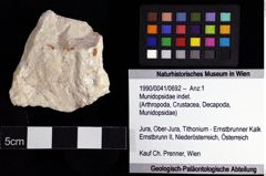 Foto (Objket + Etiketten) von Munidopsidae indet. 